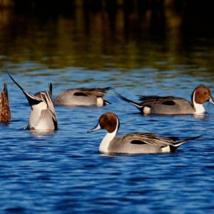 Northern Pintails at Play