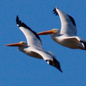 American White Pelican Pair