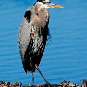 Media 'Great Blue Heron Braced Against Cold Wind' in album 'Hooded Merganzer'