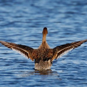 Media 'Elegant Wigeon Landing' in album 'Hooded Merganzer'
