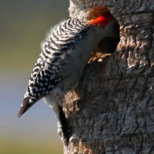 Curious Red Bellied Woodpecker