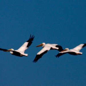 American White Pelican Formation of 3