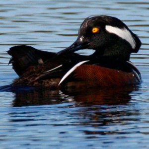 Hooded Merganzer 2