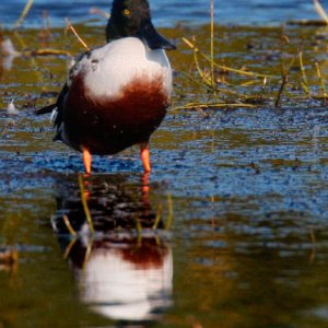 Shoveler Feeding