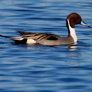 Pintail Perfection