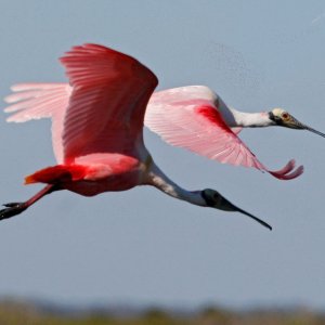 Roseated Spoonbills in Flight
