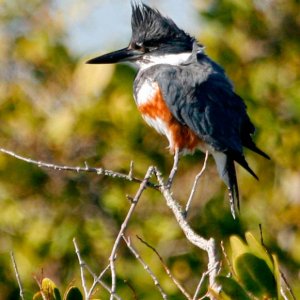 Sassy Kingfisher