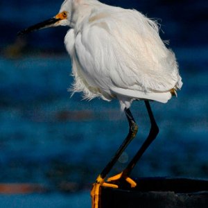 Media 'Snowy Closeup' in album 'Hooded Merganzer'