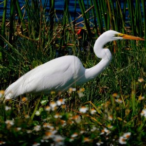Media 'White Heron with Marsh Hen in Background' in album 'Hooded Merganzer'