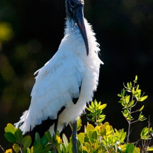 Resting Woodstork