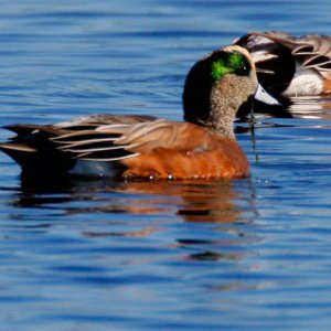 Wigeon Pair