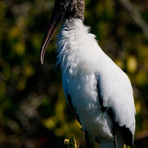 Woodstork with Black Wing Fringe Visible
