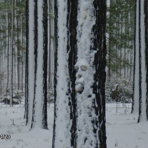 Tree not happy with the snow..