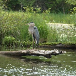 Blue heron on Rideau Canal