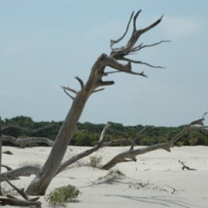 Driftwood and sand dunes
Cumberland Island
