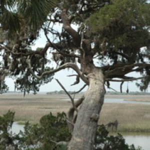 Cumberland Island
