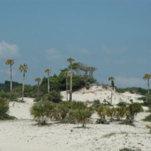 Cumberland Island, Ga
