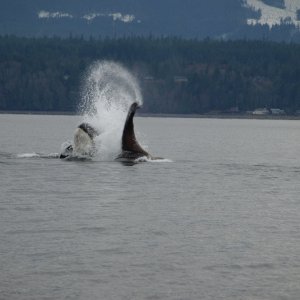 punted Sealion close to end