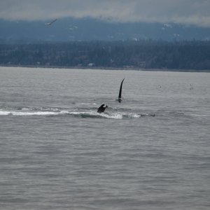 Media 'Big Daddy Orca coming in for final pummeling' in album 'punted Sealion close to end'