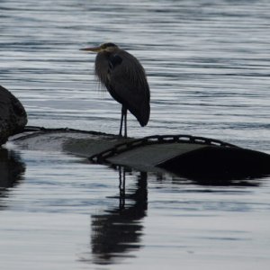 Blue heron at Fords Cove, Hornby Is