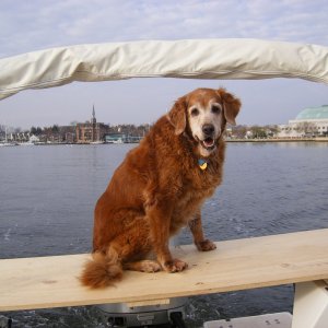 Stella enjoying boarding ladder/stern table/isle bed