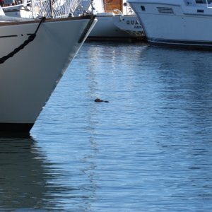 an otter in the marina best shot we could get