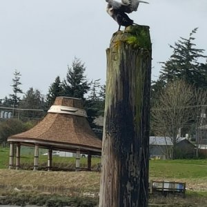 Drying its wings