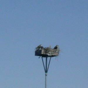 Osprey Nest