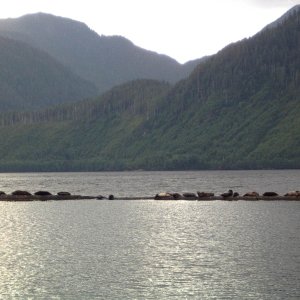 seals