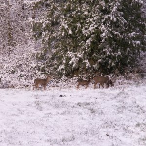 FD Deer 3-9-09