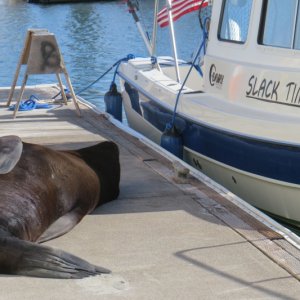 On the Dock, Actually.  Read the name, and took it to heart.  106SFB.4-19