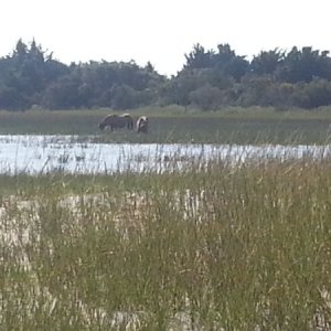 Carrot Island horses