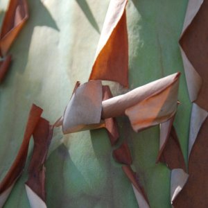 Madrona bark