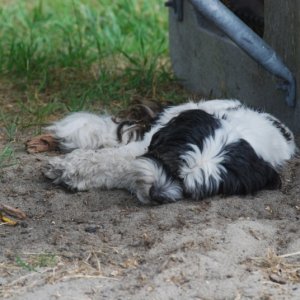 Media 'Tuckered out Daydream crewmember Baxter' in album 'Dee 8th anniversary dinner, Islander Cafe, Lopez Island'