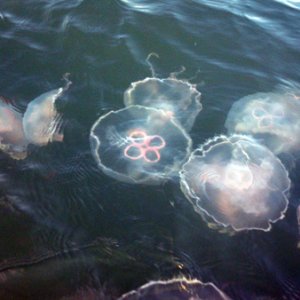 Jellyfish