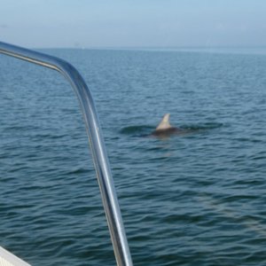 Yep, there were dolphins