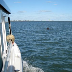 Yep, more dolphins