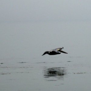 Flying in ground effect