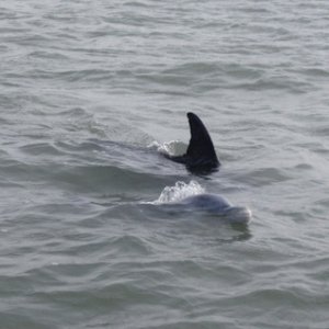 Active dolphins