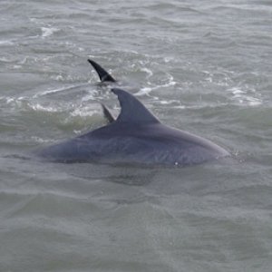 More dolphins