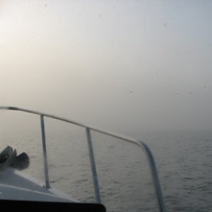 morning fog