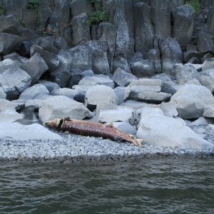 Opposite Rooster Rock:  8 - 9' sturgeon