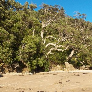 Media 'Interesting trees on the shore.' in album 'We rented a cabin for a couple of days at Hot Water Beach.'