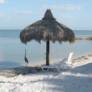 Media 'Tampa Bay Bch.' in album 'Holiday Inn  in St. Pete  $35 night trl parking and use of facilities'
