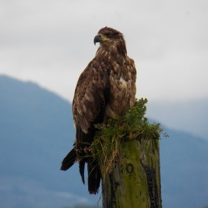 Young eagle.