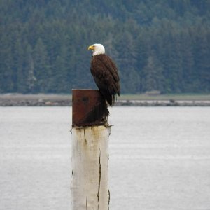 Old eagle.