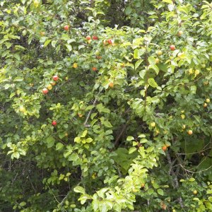 The bears like it here because there are still some fruit trees.  These are pie cherries.