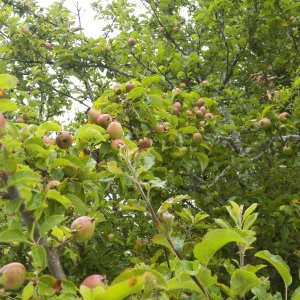 Apples.