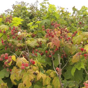 More thimble berries than I had ever seen.