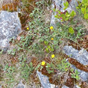 The rocky shoreline was covered with wild strawberry.